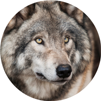The Art of Reading: A Book With an Animal on the C Badge