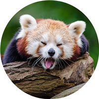 Artful Readers: Draw an Animal Badge